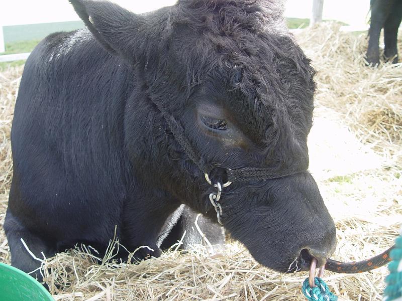 beef-week 034.jpg